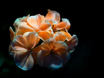 Close-up of orange flower against black background