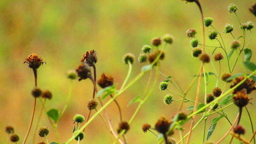 Close-up of yellow flowers