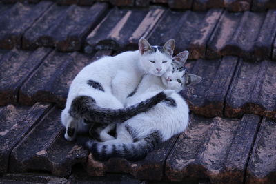 High angle view of a cat