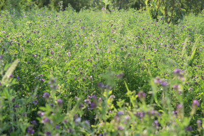 Purple flowering plants on field