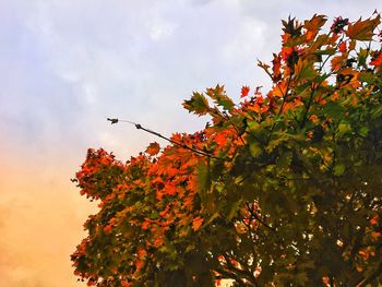 Low angle view of bird on tree against sky