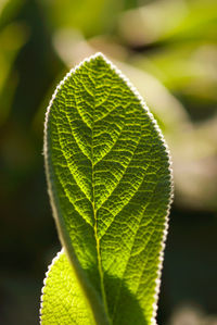 Close-up of green leaves