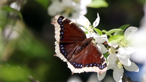 Close-up of butterfly pollinating on flower