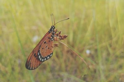 Close-up of butterfly perching on plant