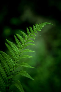 Close-up of plant