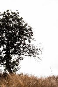 Tree on field against clear sky