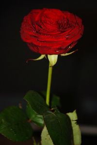 Close-up of red rose over black background