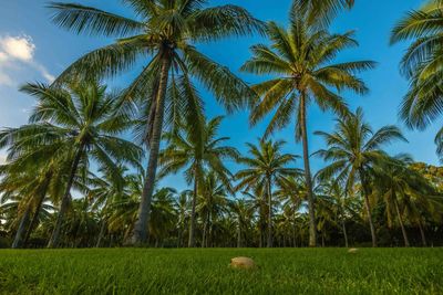 Palm trees in farm against sky