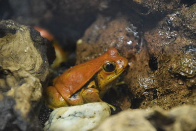 Close-up of crab swimming in sea