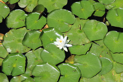 Full frame shot of lotus water lily in lake