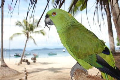 Close-up of parrot perching on a tree