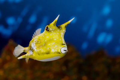 Close-up of fish swimming in sea