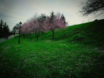 Trees against sky