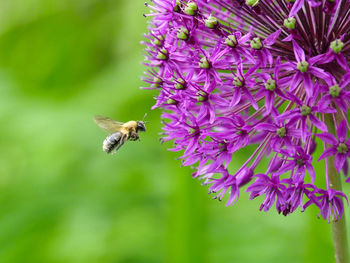 Close-up of bee flying next to purple flower