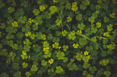 Full frame shot of leaves floating on plant