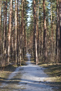 wood