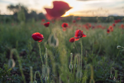 Close-up of red poppy flowers on field