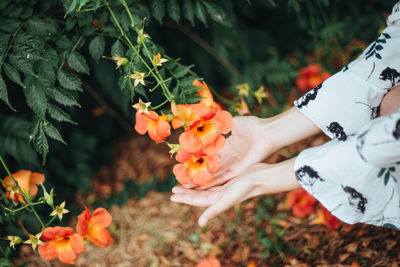 Midsection of person holding orange flowering plant