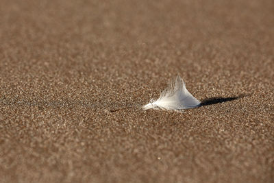 Close-up of feather on beach