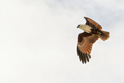 Close-up of bird flying against clear sky