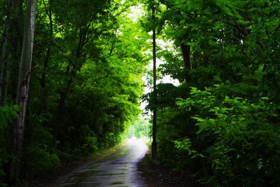 Empty road amidst trees in forest