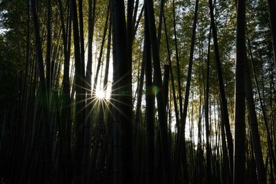 Low angle view of sunlight streaming through trees in forest