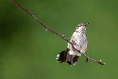 Close-up of bird perching on plant