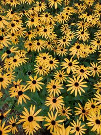 Full frame shot of yellow flowering plant