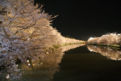 Reflection of trees in water at night