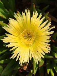 Close-up of yellow flower