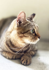 Close-up of a cat looking away