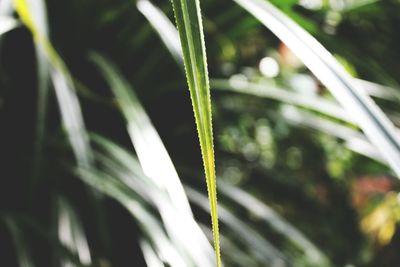 Close-up of fresh green plant