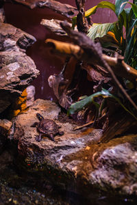 Close-up of crab on rock