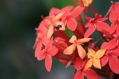 Close-up of red flower