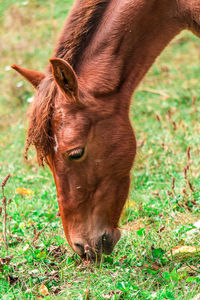 Close-up of a horse on field
