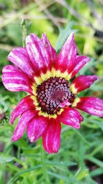 Close-up of pink flower