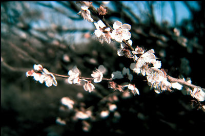 Close-up of cherry blossoms in spring