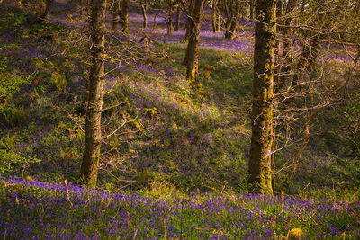 Purple flowering plants on land in forest