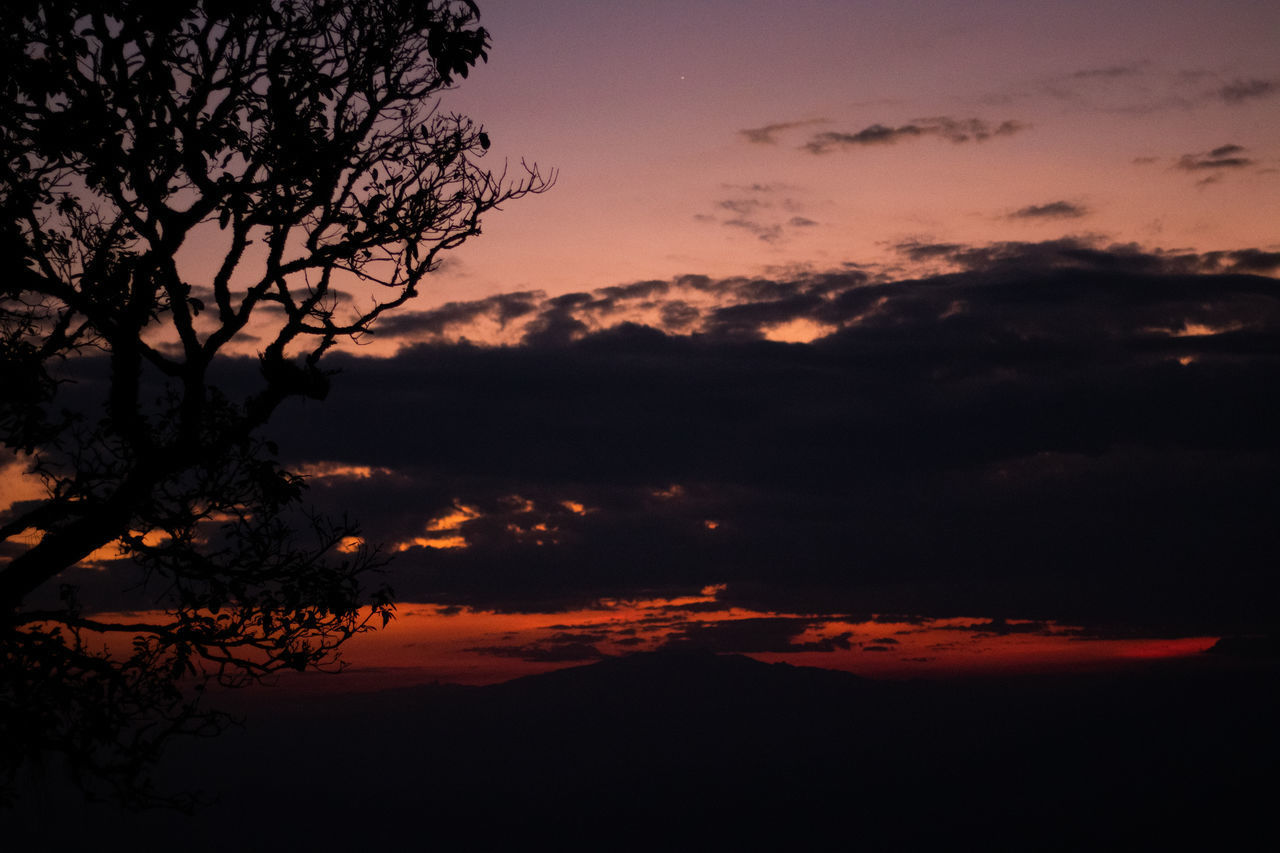 LOW ANGLE VIEW OF SILHOUETTE TREES AGAINST DRAMATIC SKY