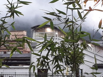 Low angle view of trees and plants against building