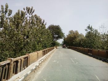 Road along trees