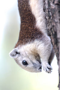 Close-up of squirrel