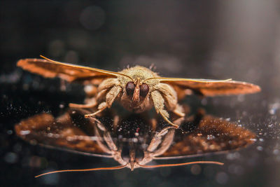 Close-up of spider