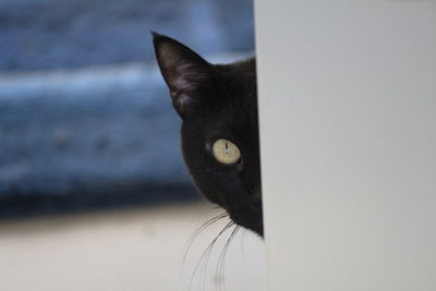 Close-up portrait of black cat
