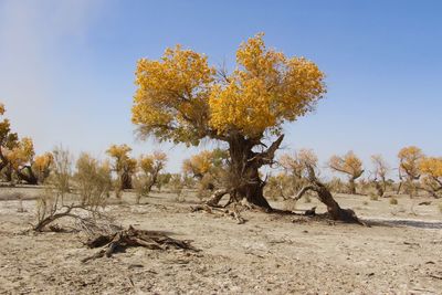 Scenic view of field against clear sky
