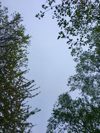 Low angle view of trees against clear sky