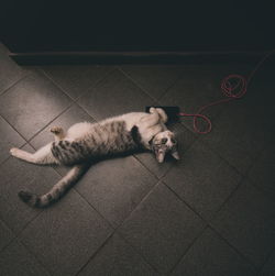 High angle view of cat sleeping on tiled floor