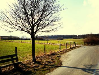 Bare trees on field