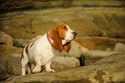Profile view of basset hound dog standing on rock