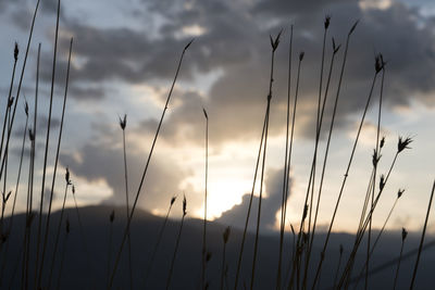 Low angle view of silhouette plants against sky during sunset